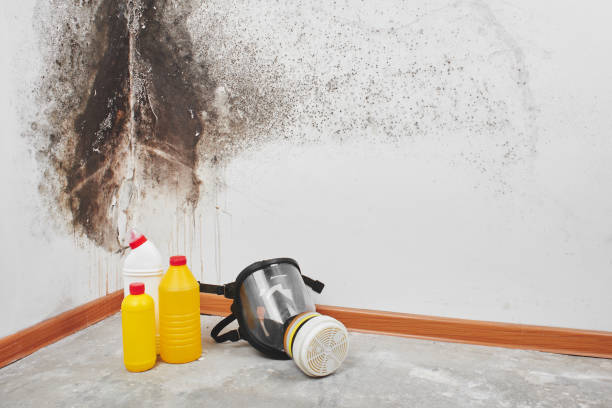 Best Toxic Mold Removal  in Glencoe, FL