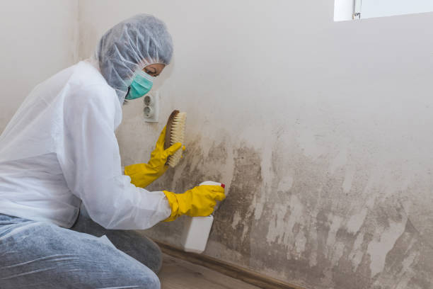 Best Mold Removal Process  in Glencoe, FL