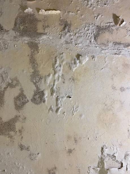 Best Affordable Mold Removal  in Glencoe, FL